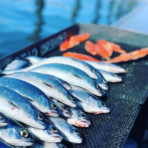 https://localfishingguides.com/upload/images/guides/Fishers-Catch-Outfitters/lake-chelan-kokanee-fishing-guide.jpg
